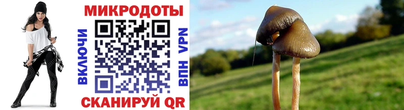 Псилоцибиновые грибы Cubensis купить MEGA tor darknet Telegram Махачкала