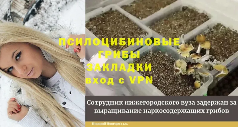 что такое наркотик  Махачкала  shop наркотические препараты  Галлюциногенные грибы Magic Shrooms 